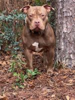American Bully Puppies for sale in Conyers, GA, USA. price: NA
