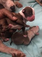 American Bully Puppies for sale in Dallas, TX, USA. price: NA