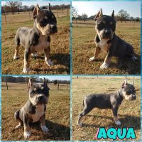 American Bully Puppies for sale in Omaha, TX 75571, USA. price: NA
