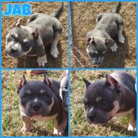 American Bully Puppies for sale in Omaha, TX 75571, USA. price: NA