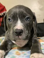American Bully Puppies for sale in 1123 Cardinal Oaks Dr, Mansfield, TX 76063, USA. price: NA