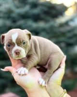 American Bully Puppies for sale in Hudson Valley, NY, USA. price: NA