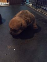 American Bully Puppies for sale in Canton, OH, USA. price: NA