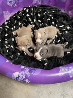 American Bully Puppies for sale in Sunman, IN 47041, USA. price: NA