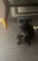American Bully Puppies for sale in North Las Vegas, NV 89031, USA. price: NA