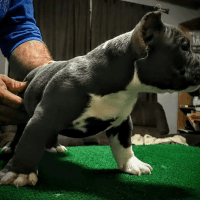 American Bully Puppies for sale in Waco, TX, USA. price: NA