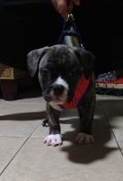 American Bully Puppies for sale in Stone Mountain, GA, USA. price: NA