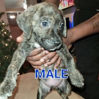 American Bully Puppies for sale in Toms River, NJ, USA. price: NA