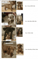 American Bully Puppies for sale in Humble, TX 77338, USA. price: NA