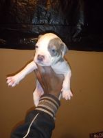 American Bully Puppies for sale in Detroit, MI, USA. price: NA