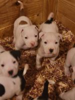 American Bully Puppies for sale in Dupo, IL, USA. price: NA