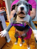 American Bully Puppies for sale in Portsmouth, VA, USA. price: NA