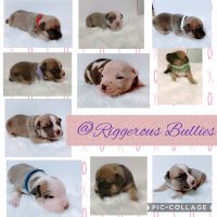 American Bully Puppies for sale in Statesville, NC, USA. price: NA