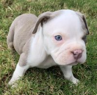 American Bully Puppies for sale in Georgetown, TX 78626, USA. price: NA