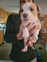 American Bully Puppies for sale in Linn Grove, IN 46711, USA. price: NA