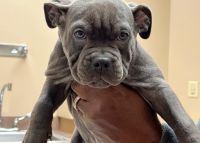 American Bully Puppies for sale in Louisville, KY, USA. price: NA