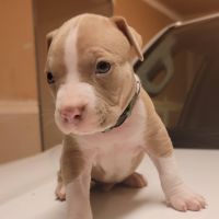 American Bully Puppies for sale in Lakeside, CA 92040, USA. price: NA