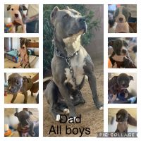 American Bully Puppies for sale in Palmdale, CA, USA. price: NA