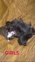 American Bully Puppies for sale in Garland, TX 75042, USA. price: NA