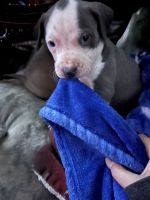 American Bully Puppies for sale in Fullerton, CA, USA. price: NA