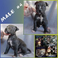 American Bully Puppies for sale in East Canton, OH 44730, USA. price: NA