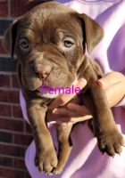 American Bully Puppies for sale in McKinney, TX, USA. price: NA