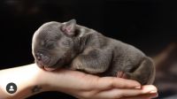 American Bully Puppies for sale in Hollywood, FL, USA. price: NA