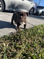American Bully Puppies for sale in Broward County, FL, USA. price: NA
