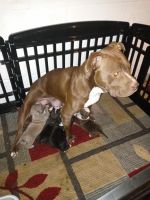 American Bully Puppies for sale in Detroit, MI, USA. price: NA