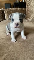 American Bully Puppies for sale in Gwynn Oak, Baltimore, MD 21207, USA. price: NA