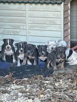 American Bully Puppies for sale in Mt Pleasant, TX 75455, USA. price: NA