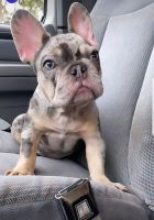 American Bully Puppies for sale in Charleston, WV, USA. price: NA