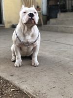 American Bully Puppies for sale in Bakersfield, CA, USA. price: NA