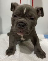 American Bully Puppies for sale in State College, PA, USA. price: NA