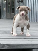 American Bully Puppies for sale in Renton, WA, USA. price: NA