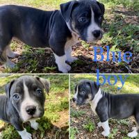 American Bully Puppies for sale in Clermont, FL 34711, USA. price: NA