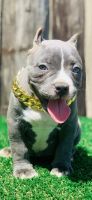 American Bully Puppies for sale in Fort Worth, TX, USA. price: NA