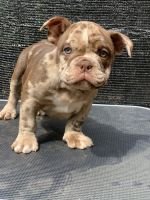 American Bully Puppies for sale in Stone Mountain, GA 30083, USA. price: NA