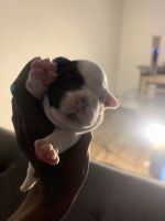 American Bully Puppies for sale in 295 Midland Pkwy, Summerville, SC 29485, USA. price: NA