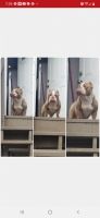 American Bully Puppies for sale in Washington, DC, USA. price: NA