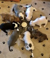 American Bully Puppies for sale in Phoenix, AZ, USA. price: NA