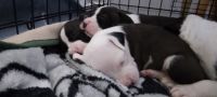 American Bully Puppies for sale in Carson, CA, USA. price: NA