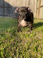 American Bully Puppies for sale in Houston, TX 77025, USA. price: NA