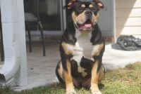 American Bully Puppies for sale in Slidell, LA, USA. price: NA