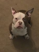 American Bully Puppies for sale in Greenfield, WI, USA. price: NA