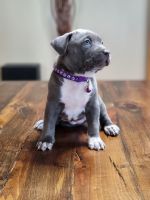 American Bully Puppies for sale in Erie, CO, USA. price: NA