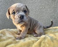 American Bully Puppies for sale in Stockton, CA, USA. price: NA