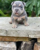 American Bully Puppies for sale in Baton Rouge, LA, USA. price: NA