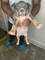 American Bully Puppies for sale in St Clair Shores, MI, USA. price: NA