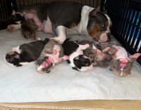 American Bully Puppies for sale in Columbia, MO, USA. price: NA